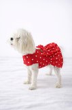 Kedi - Köpek Yazlık %100 Pamuklu Poplin Elbise - Kıyafet - Tişört