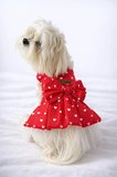 Kedi - Köpek Yazlık %100 Pamuklu Poplin Elbise - Kıyafet - Tişört