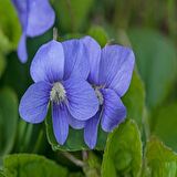 Violet Osirus Blue Menekşe Çiçeği Tohumu (100 tohum)