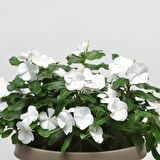 Pure White Vinca Roseus Rozet Çiçeği Tohumu (20 Tohum)