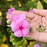 Soft Pink Vinca Roseus Rozet Çiçeği Tohumu (20 Tohum)