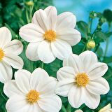 Beyaz Renkli Bodur Mignon White Dahlia Çiçeği Tohumu (80 tohum)