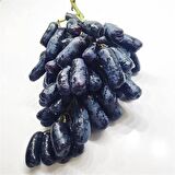 Tüplü Finger Black Çekirdeksiz Üzüm Fidanı