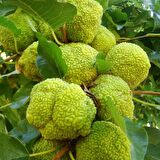 Tüplü Nadir Tür Maclura Pomifera Yalancı (Ayı) Portakalı Fidanı