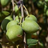 Aşılı İri Taneli Kırmalık Çizmelik Çekişte Zeytin Fidanı