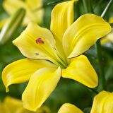 Hoş Görünümlü Sarı Renkli Zambak Soğanı Yellow Diamond (2 adet)