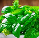 Dik Gelişen Limon Fesleğen Tohumu (100 tohum)