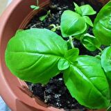 Dogal Green Flesh Geniş Yapraklı Aromatik Fesleğen Tohumu (50 tohum)