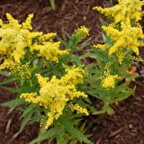 Solidago Çiçeği Tohumu (100 tohum)