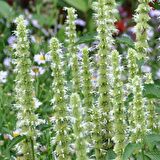 Dev Meksika Beyazı Hyssop Çiçeği Tohumu (50 tohum)