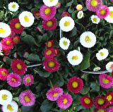 Mix Katmerli Bellis Perennis Ponpon İngiliz Çayır Papatyası Çiçeği Tohumu (100 tohum)