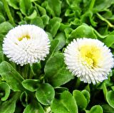 Bellis Perennis Beyaz Ponpon İngiliz Çayır Papatyası Çiçeği Tohumu (100 tohum)