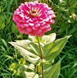 Dahlia Çiçekli Violet Quen Zinya Çiçeği Tohumu (40 tohum)