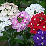 Karışık Renkli Yer Minesi (Verbena) Çiçeği Tohumu (100 tohum)