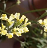 Limonium Sinuatum Deep Yellow Deniz Lavantası Tohumu (30 tohum)