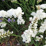 Limonium Sinuatum Pure White Deniz Lavantası Tohumu (30 tohum)