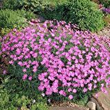 Dianthus Kır Pembesi Çiçeği Tohumu(50 adet)