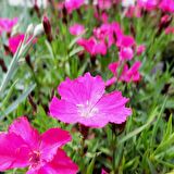 Lila Sweet William Dianthus Barbadus Çiçeği Tohumu (50 adet)