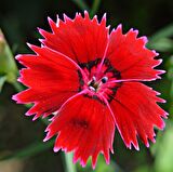 Dianthus Superbus Red Bol Kokulu Karanfil Çiçeği Tohumu (100 adet)