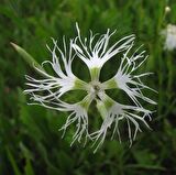 Dianthus Superbus White Bol Kokulu Karanfil Çiçeği Tohumu(100 adet)
