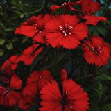 Dianthus Heddewigii Bravo Karanfil Çiçeği Tohumu (100 adet)