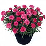 Chabaud Pure Rose Karanfil Çiçeği Tohumu (70 adet)