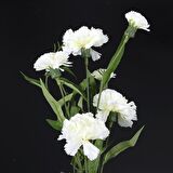 Chabaud White Karanfil Çiçeği Tohumu (70 adet)