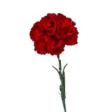 Chabaud Crimson Karanfil Çiçeği Tohumu (70 adet)