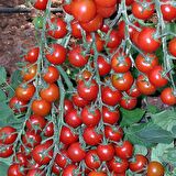 Çeri Pinpon Domates Tohumu (40 tohum)