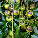 Tüplü Nadir Çikolata Meyvesi Black Sapote Ağacı Fidanı(20-40 cm)