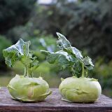 Doğal Yeşil Kohlrabi (Alabaş) Tohumu (20 Tohum)