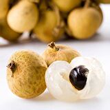Tüplü Nadir Bulunan Longan Fidanı