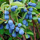 Tüplü Aromatik Nadir Bulunan Honeyberry Bal Yemişi Fidanı (50 Adet)