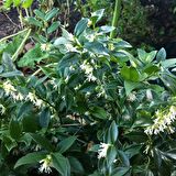 Tüplü Kışın Çiçek Açan Nadir Parfüm Kutusu Sarcococca Fidanı