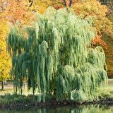 Tüplü Salkım Söğüt Ağacı (Salix Bayblonica) Fidanı