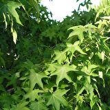 Tüplü Sığla Ağacı (Liquidambar styraciflua) Fidanı
