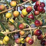 Tüplü Bodur Meyve Verme Durumunda Arbequina Zeytin Fidanı (Saksılı)