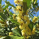 Tüplü Defne Ağacı (Laurus nobilis) Fidanı (5 Adet)