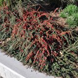 Tüplü Taş Elması Ağacı Fidanı (Cotoneaster)