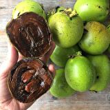 Tüplü Nadir Çikolata Meyvesi Black Sapote Ağacı Fidanı(10-20 cm)