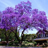 Tüplü Mor Çiçekli Yoğun Kokulu Paulownia Fidanı (30-50 cm)