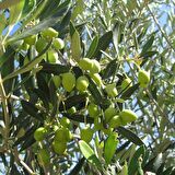 Tüplü Koroneiki Bodur Zeytin Fidanı (Meyve Verme Yaşında)