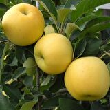 Tüplü Aşılı Tam Bodur Verimli Aromatik Golden Elma Fidanı