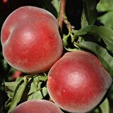 Tüplü Aşılı Yarıbodur Orta Erkenci Royal Gem Şeftali Fidanı