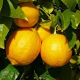 Tüplü Aşılı Yarıbodur Soğuklara Dayanıklı Mayer Limon Fidanı
