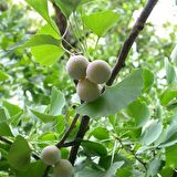 Tüplü Şifalı Mabet Ağacı Ginkgo Biloba Fidanı