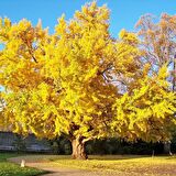 Tüplü Şifalı Mabet Ağacı Ginkgo Biloba Fidanı