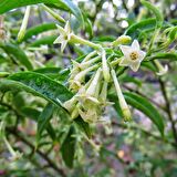 Tüplü Aromatik Melissa (Parfüm Çiçeği) Fidanı
