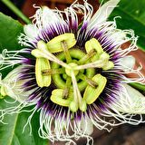 Tüplü Passiflora Edulis Maruçya Fidanı