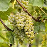 Tüplü Kokulu Chardonnay Üzüm Asma-Bağ Fidanı